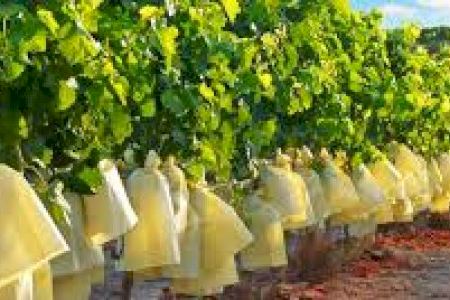 El Ayuntamiento de Aspe solicita una rebaja del IRPF para los agricultores de uva de mesa del Vinalopó