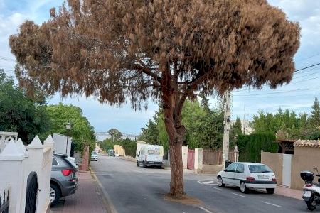 Los Verdes Equo Compromís acusan al gobierno municipal de Torrevieja de