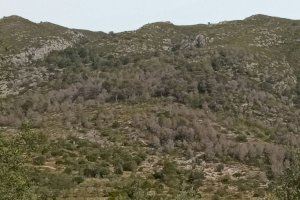 Pinar en la Vall de Gallinra (Alicante)