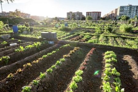 El Ayuntamiento de Valencia abre el plazo para solicitar el uso de 48 huertos urbanos próximos al Parque de la Rambleta