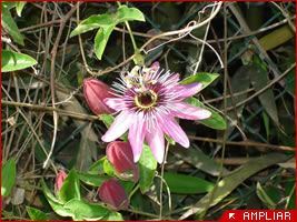  Passiflora caeruleoracemosa