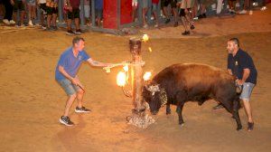 Mare de Déu de Gràcia 2024. Bou embolat dissabte 31/08