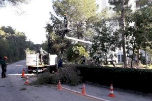 La mitad de los trabajos de poda en el bosque de la Devesa se hace alrededor de las urbanizaciones