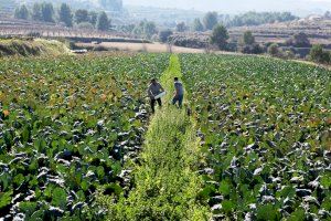 La UNIÓ alerta del coste económico que tendrá la nueva PAC para los agricultores valencianos