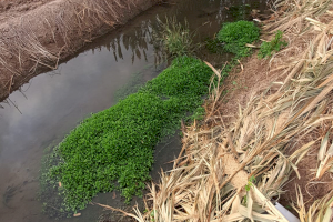 Alfafar retira una planta invasora de sus acequias