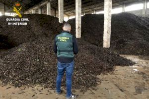 Robo de algarrobas a gran escala en el Baix Maestrat