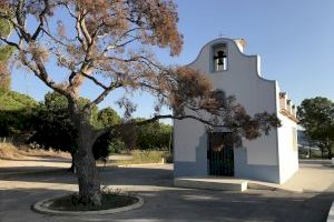 La Diputación subvencionó  el “tratamiento del pino” de la Ermita de Sant Vicent