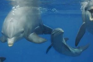 El Oceanogràfic da la bienvenida a un nuevo delfín tras nacer en pleno confinamiento