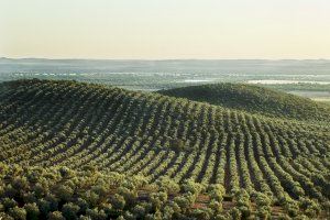 Aprobado un presupuesto adicional de 24,6 millones de euros para el plan de seguros agrarios de 2020