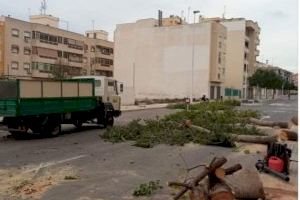 CONTIGO Elche critica "la tala de arbolado en Torrellano y pide responsabilidades"