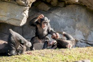 Una bella historia de resiliencia para recordar este 2020 en BIOPARC Valencia