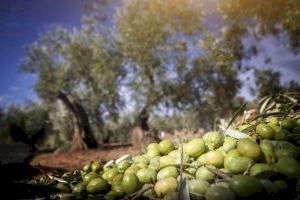 Mercadona pone a la venta la nueva campaña del Aceite de Oliva Virgen Extra Casa Juncal cosecha temprana