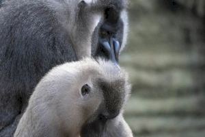 Nace un dril en BIOPARC Valencia, símbolo de esperanza para su especie, en grave peligro de extinción