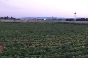 Catarroja crea la figura del guardia rural para mejorar la seguridad en la zona de huerta y Parque Natural