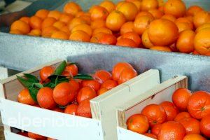 La naranja valenciana vive sus mejores días