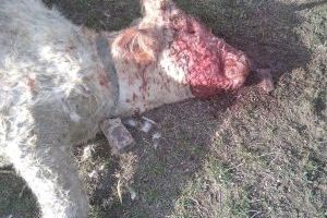 Denuncian el aumento de ataques de animales salvajes en Castellón