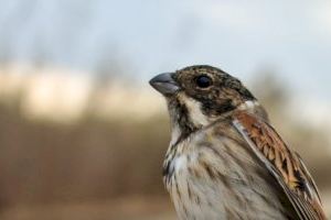 L’Institut Cavanilles impulsa la conservació en aiguamolls valencians de l’escrivà palustre iberoriental, una au en perill d’extinció