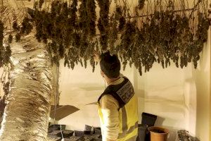 Tres detenidos en Gandia tras descubrir una plantación indoor con 19 kilos de marihuana