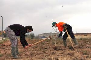 Albaida planta més de 150 olms