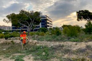 Medio Ambiente aplaza al próximo mes de septiembre su iniciativa “Arbre per naixement” para bebés nacidos en 2019