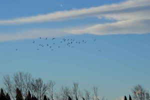 El Paisaje Protegido de la Desembocadura del río Mijares acoge a cientos de aves durante la migración prenupcial