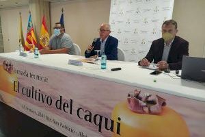 AVA-ASAJA exige más fondos para que el IVIA acelere respuestas contra las plagas y enfermedades del caqui