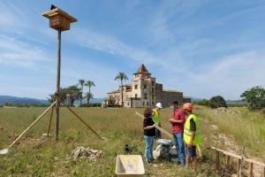 Gandia instal·la dos caixes niu per a òlibes a l’alqueria de La Torre dels Pares per tal d’assegurar-hi la continuïtat de l’espècie una vegada restaurat l’edifici