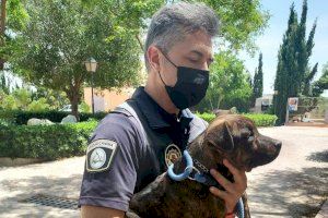 Maltrato animal en Alicante: rescatan a un cachorro encerrado sin agua y a pleno sol