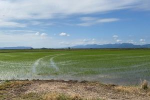 LA UNIÓ y AVA-ASAJA denuncian la "burla e insensibilidad" del Ministerio de Agricultura al echar atrás la autorización excepcional del herbicida propanil para el arroz