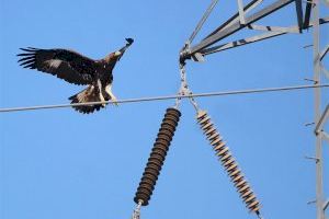Veinte medidas para evitar muertes de aves en tendidos eléctricos
