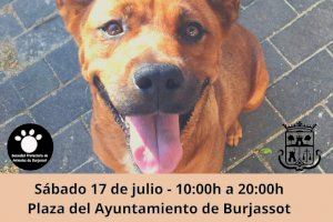 Vuelven los eventos solidarios de la Protectora de Animales de Burjassot, en la Plaza del Ayuntamiento