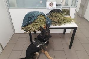 Eros, el perro policía de Burjassot, localiza tres kilos de marihuana