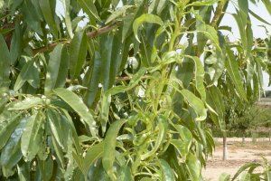 Els agricultors demanen autorització per a l'ús d'insecticides que frenen la plaga del mosquit verd de l'ametler