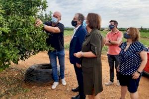 L’Ajuntament demanarà ajudes per als agricultors afectats per la pedregada