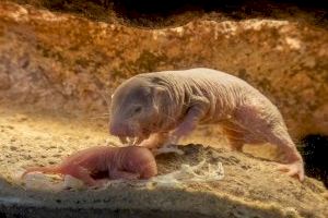 Siguen los nacimientos de especies casi “extraterrestres” en BIOPARC Valencia