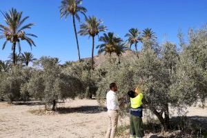 Actuación de biocontrol contra la mosca del olivo en las parcelas agrícolas del Palmeral de Orihuela