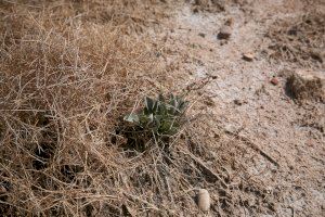 El Racó de l’Olla, punto clave para la biodiversidad de l’Albufera