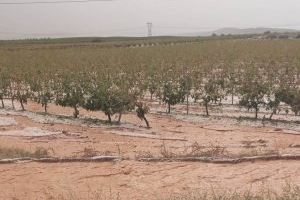 La pedra causa greus danys en 3.000 hectàrees de vinya a la comarca d'Utiel-Requena