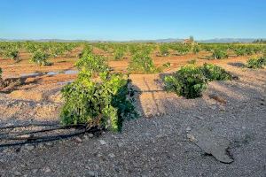 La DANA destroza infraestructuras agrarias, cultivos y maquinaria en el norte de Castellón