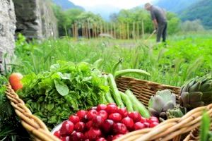 El sector ecológico de la Comunitat Valenciana crece un 50% en los últimos cinco años