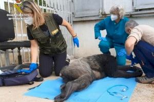 Suzie, el chimpancé de El Campello, se marcha a vivir a Girona