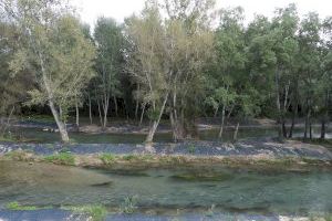 La CHJ restaura la vegetación del río Turia a su paso por Chulilla, Paterna y Manises