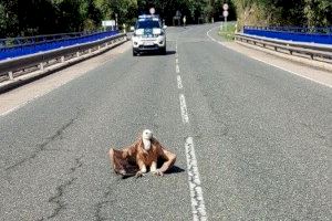 La curiosa imagen de un buitre en medio de la calzada