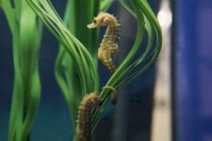 Nacen 30 caballitos de mar en el Oceanogràfic de Valencia