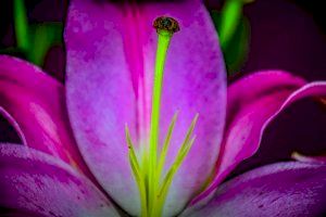 Descubren cómo se forman los estigmas de las flores, esenciales para su reproducción