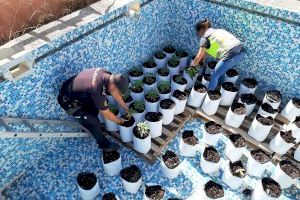 La Policía Nacional desmantela tres plantaciones de marihuana en Alicante