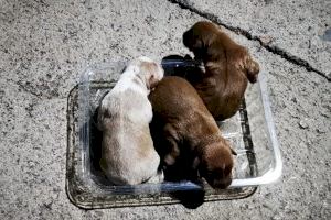 Abandonan a tres cachorros en el fondo de un contenedor de San Antonio de Benagéber