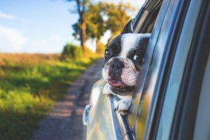 Més d’un centenar de mascotes busquen família aquest cap de setmana en el VI Festival de l’Adopció de Castelló