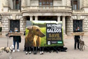 Activistas se dan cita en Alicante para defender a los galgos