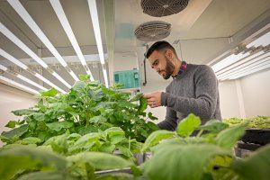 Desenvolupen noves plantes que produeixen i alliberen feromones sexuals per a lluitar contra les plagues en plantes